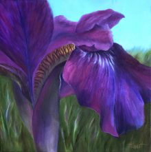 Iris Canopy